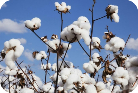 What is Organic Cotton?